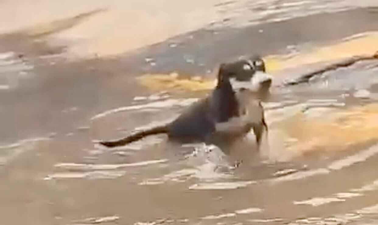 Cachorro se refresca em buraco alagado em Cuiabá e vídeo chama a atenção; Veja vídeo