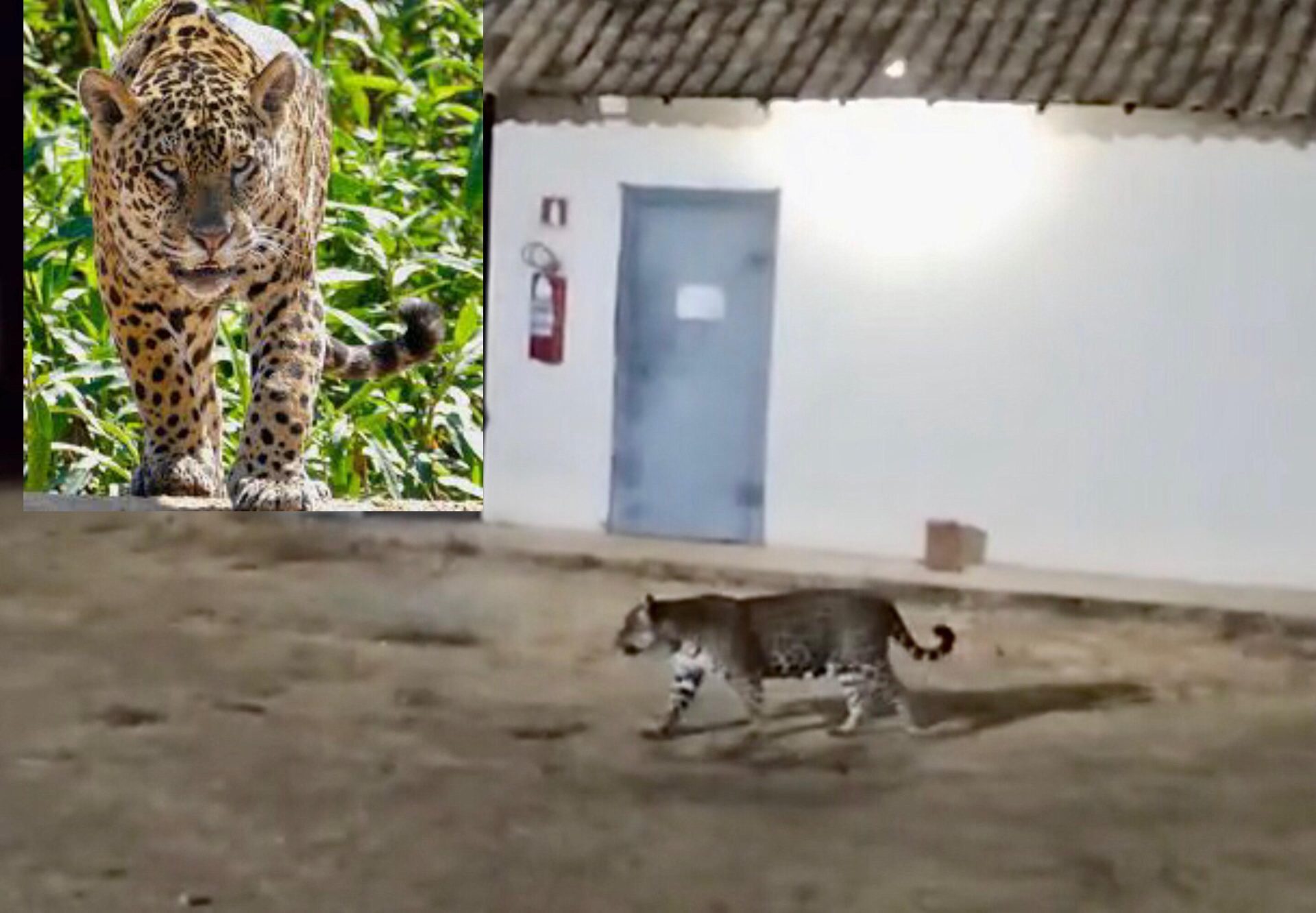 Imagem de onça-pintada caminhando