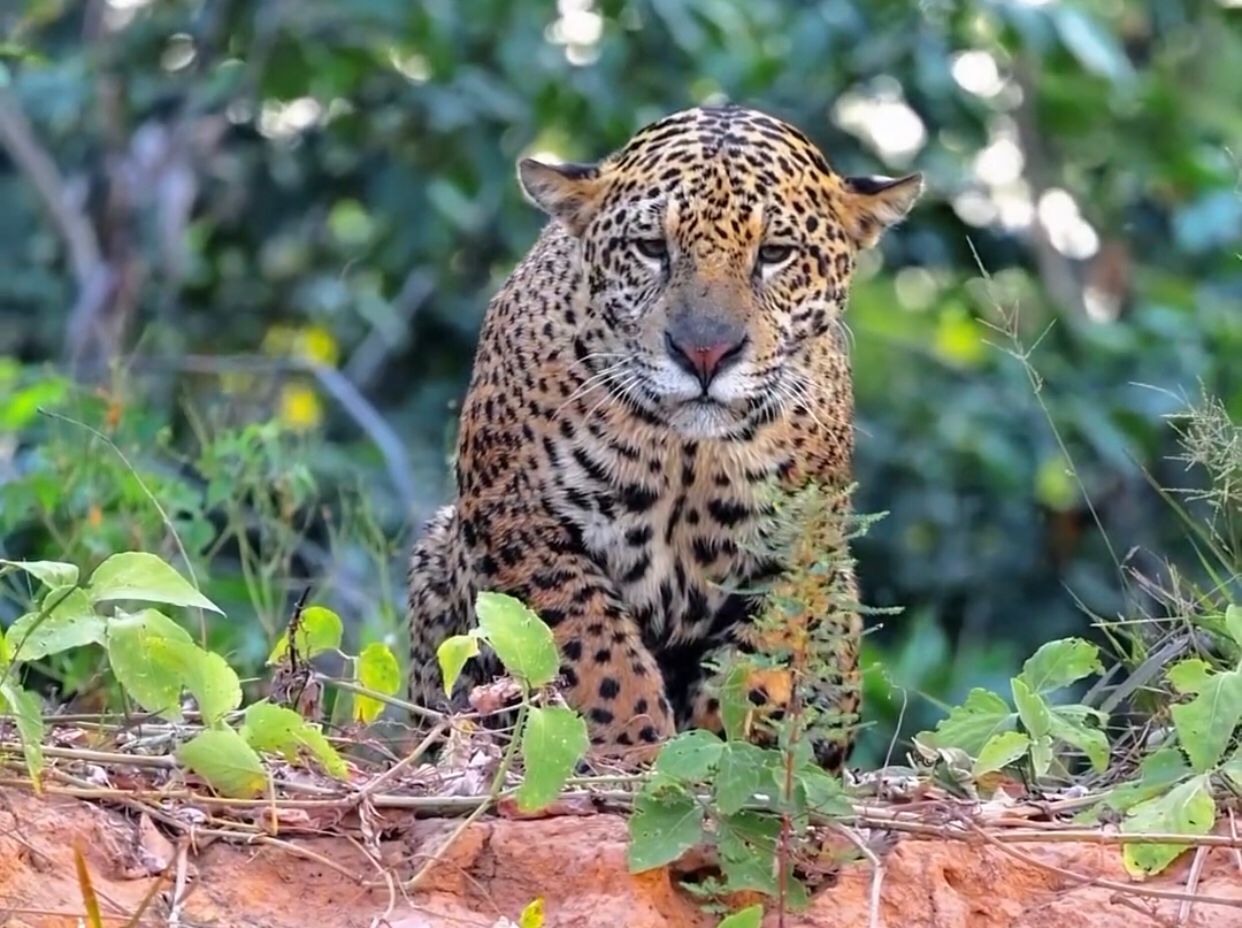 Imagens de onça-pintada no pantanal