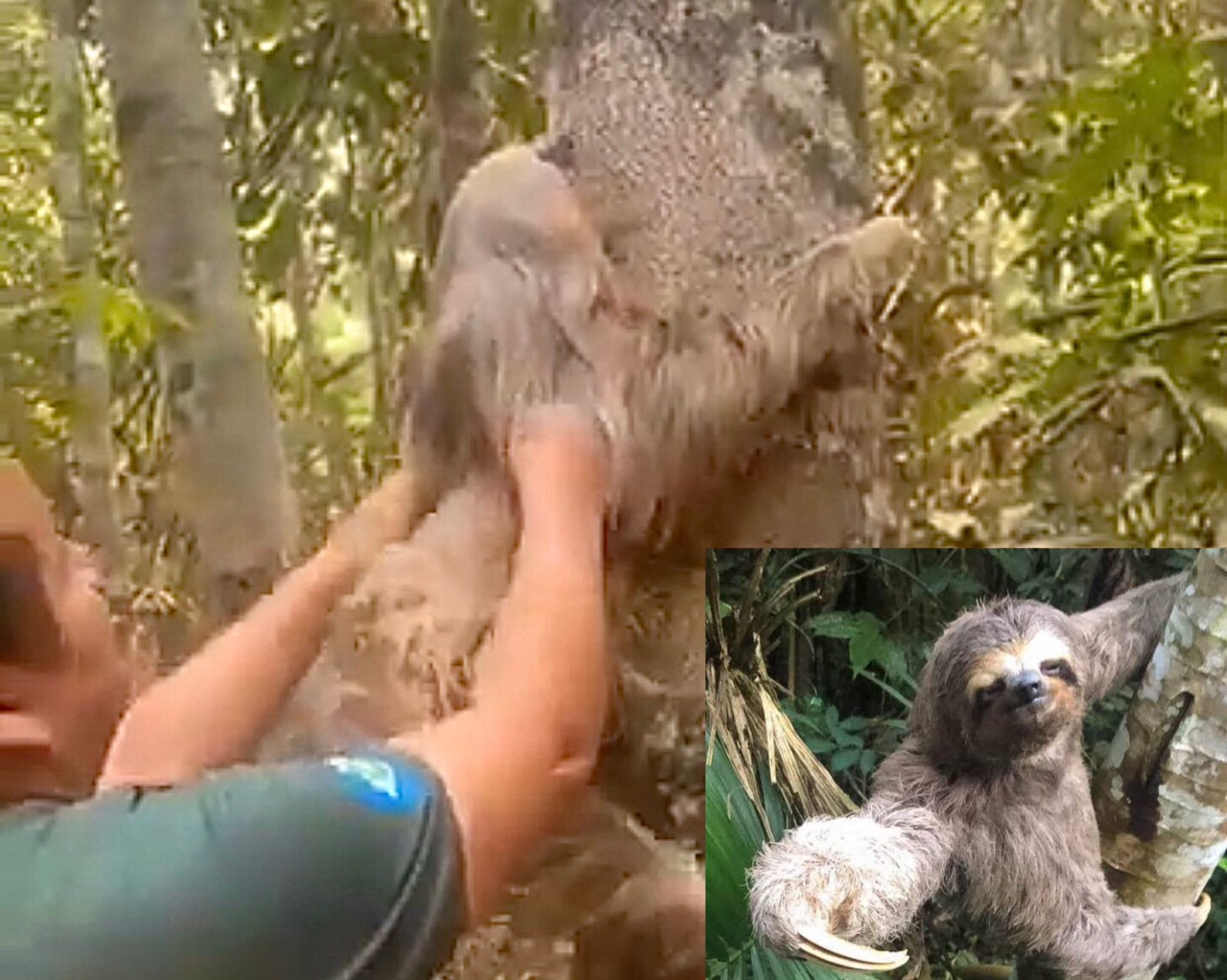 Imgem de sema devolvendo peguiça a natureza