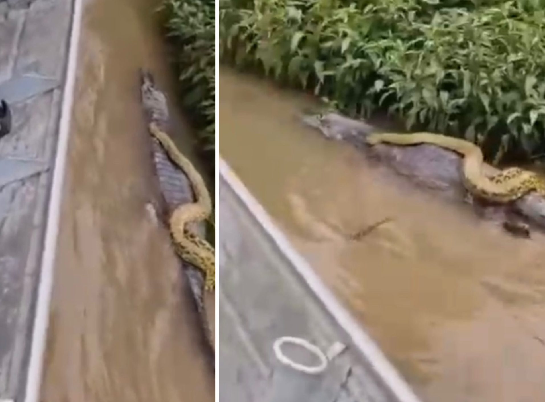 Cobra pega carona nas costras de jacaré