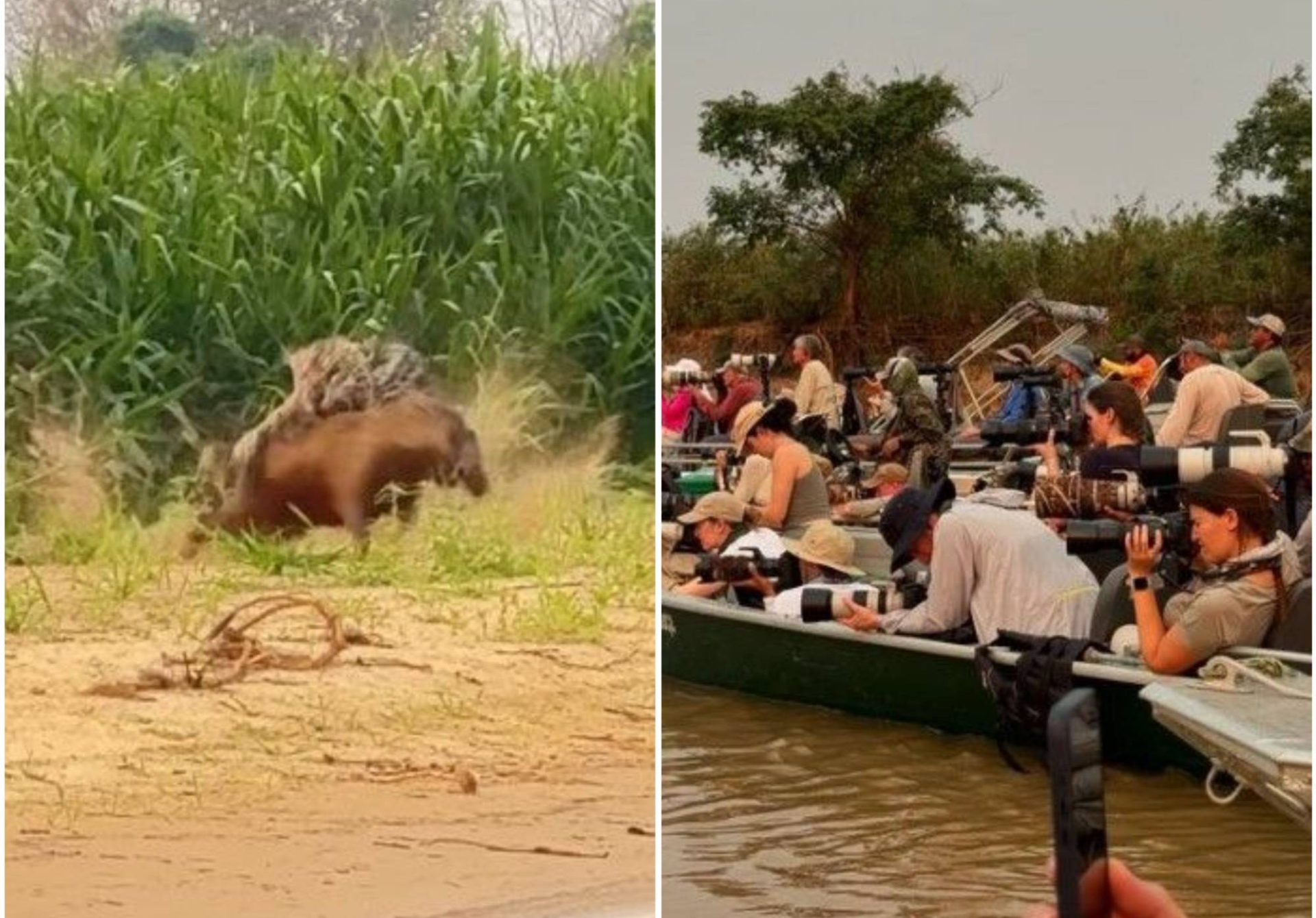 Whindersson Nunes registra ataque de onça-pintada no Pantanal e alerta para a crise ambiental