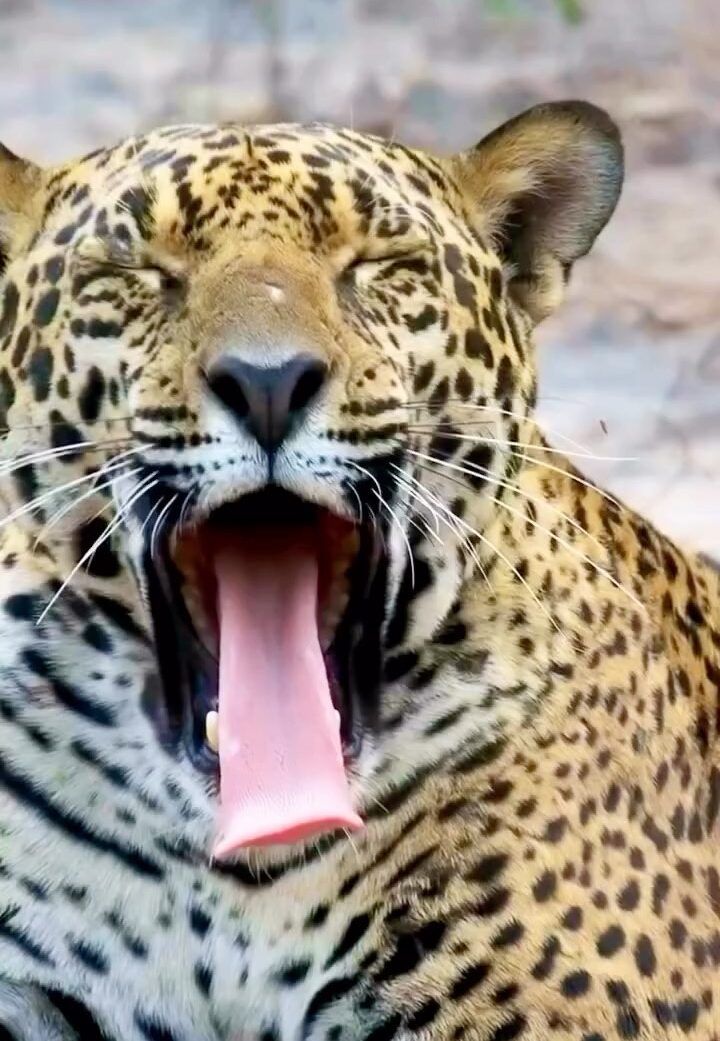 A resiliência do Pantanal: o legado de Gaia e a promessa de Malala