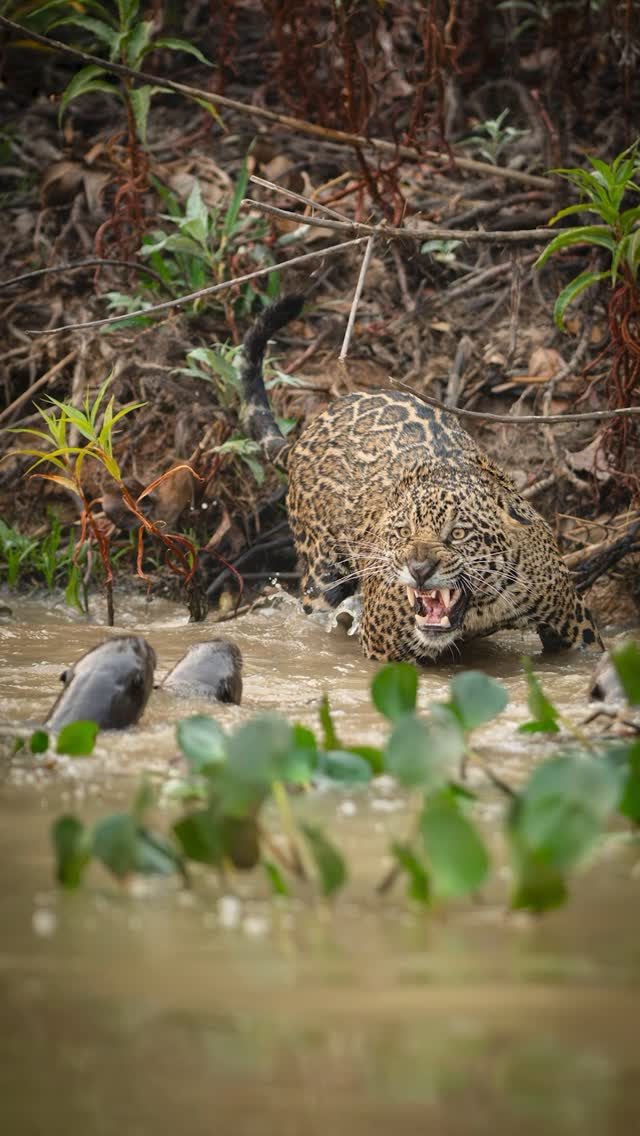 Ariranhas Enfrentam Onça-Pintada em Cena Inédita no Pantanal