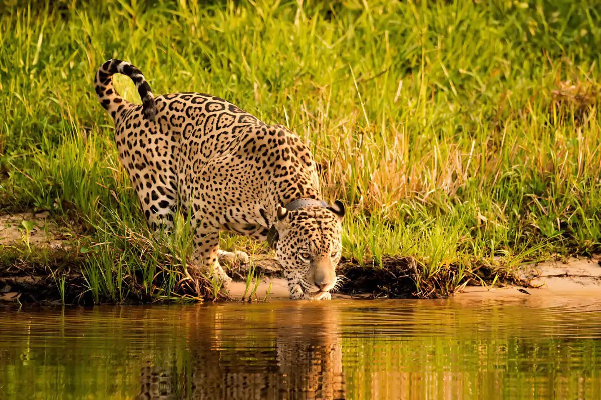 Onça que sobreviveu a queimadas se torna símbolo da conservação no Pantanal; veja vídeo