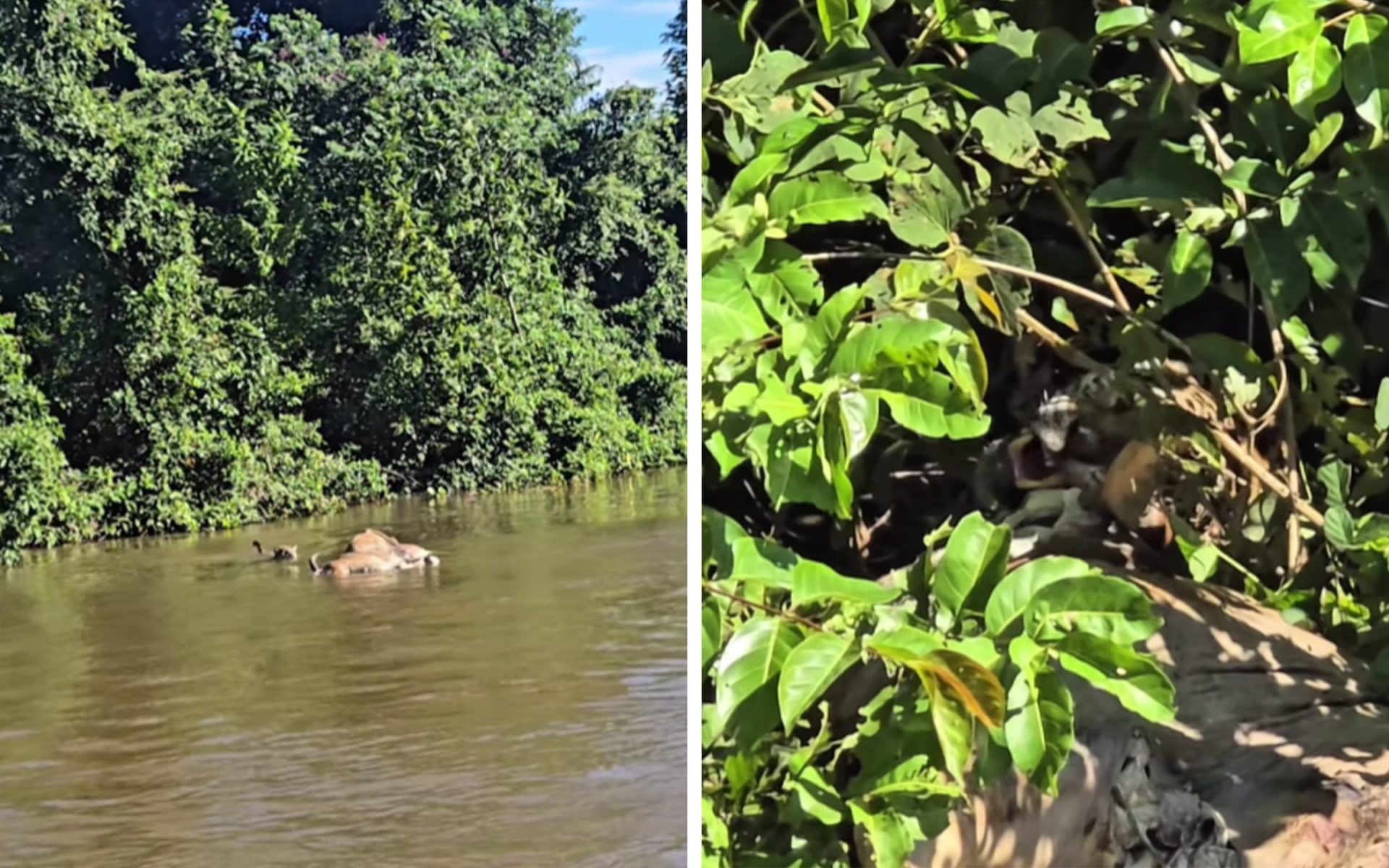 Força bruta: onça é flagrada levando carcaça de boi sobre as águas do rio Cuiabá; veja vídeo