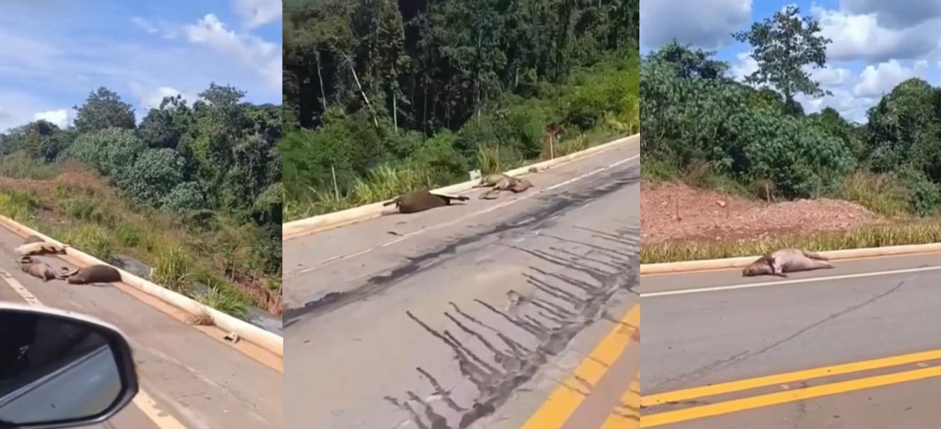 Capivaras são atropeladas em série entre Nova Mutum e Diamantino