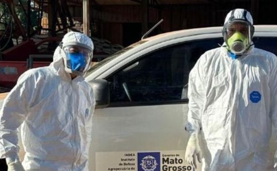 Gripe aviária em MT: imagens mostram operação com roupas especiais em granja isolada; veja vídeo