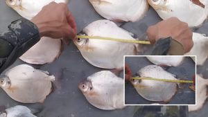 Operação flagra transporte ilegal de pescado em Santo Antônio de Leverger e reforça combate a crimes ambientais; veja vídeo