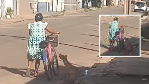 Mulher é flagrada arrastando cão pelas ruas de Cáceres e moradores se revoltam; veja vídeo