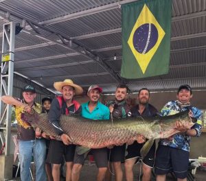 Pirarucu gigante de quase 200 quilos é capturado por pescador em Mato Grosso