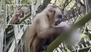 Macaco-prego é flagrado com lata de cerveja