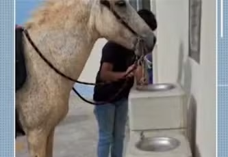 Moradores flagram cavalo bebendo água em bebedouro público; veja vídeo