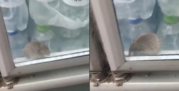 Cliente encontra rato em freezer de supermercado; veja vídeo