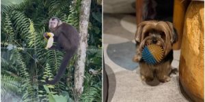 Macaco invade casa de luxo, rouba bananas e foge de yorkshire; veja vídeo