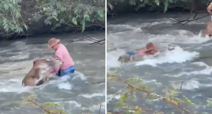 Peão luta para salvar bezerro levado por correnteza de rio em Goiás
