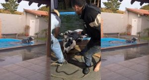 Touro cai em piscina ao invadir casa e mobiliza operação de resgate em MS