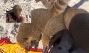 Quatis pegando uma praia? Jovem é cercada por um bando em ilha de SC