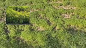 Fazenda de maconha: polícia encontra mais de 138 mil pés em SC