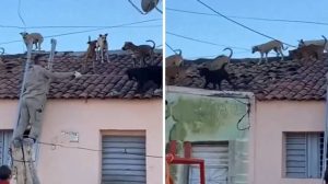 Cães sobem em telhado e dão trabalho aos bombeiros civis na Paraíba
