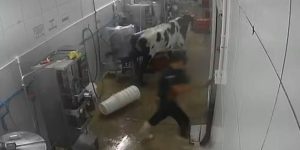 Vaca invade fábrica, provoca correria entre os funcionários e danifica máquinas