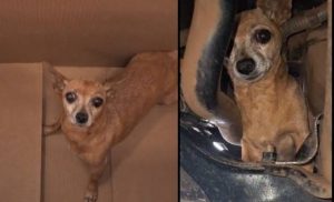 Cadela viaja 300 Km escondida em motor de carro e é resgatada em oficina