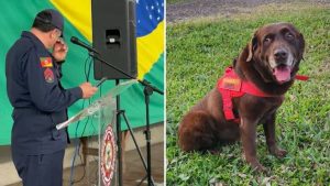 Bombeiros fazem despedida emocionante para o cão de resgate Guapo, morto após câncer
